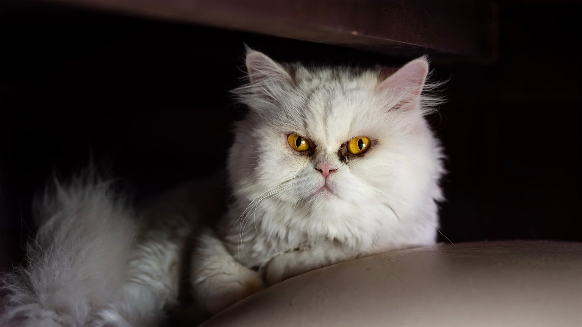 熊猫体育app-迪巴拉状态爆棚，意甲助攻榜第一，迪巴拉国家队上场