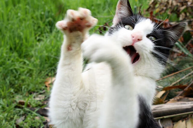 熊猫体育app官网-中场组织能力显著提升控球率与传球成功率双双上升，中场控球秀又花