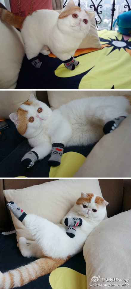 熊猫体育全站-德甲超级对决：速度与智慧的终极较量，德甲和德国超级杯