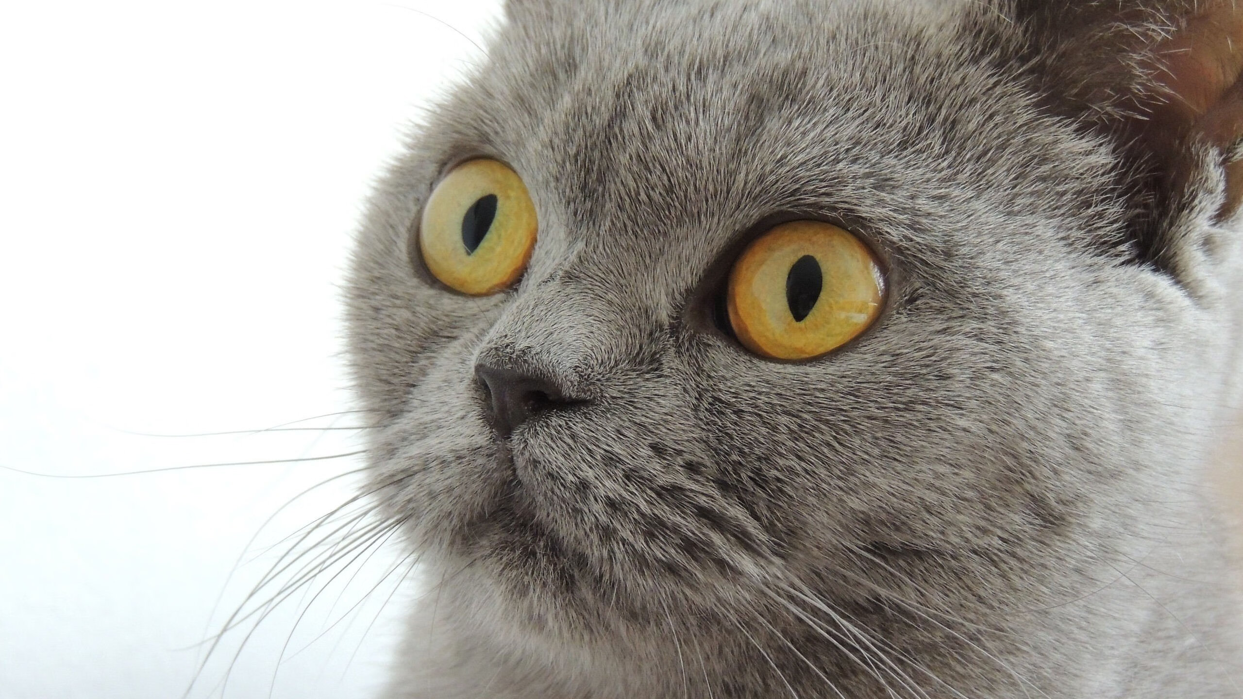 熊猫体育APP-湖人主教练称球队状态理想适应强度良好，湖人队的主教练