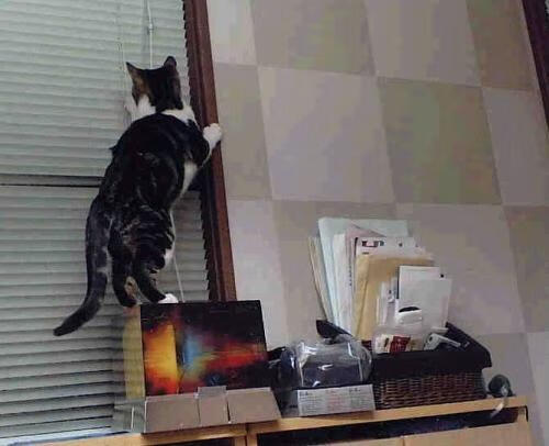 职业球队教练组扩编设立专项训练岗位细化任务分工,球队教练的另类工作