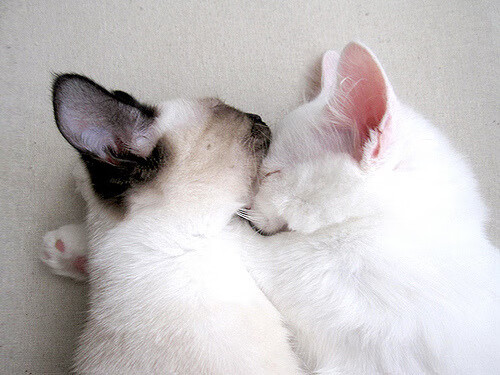 西甲超级救球:门将绝佳表现,场面惊心动魄!,西甲门将扑救成功率