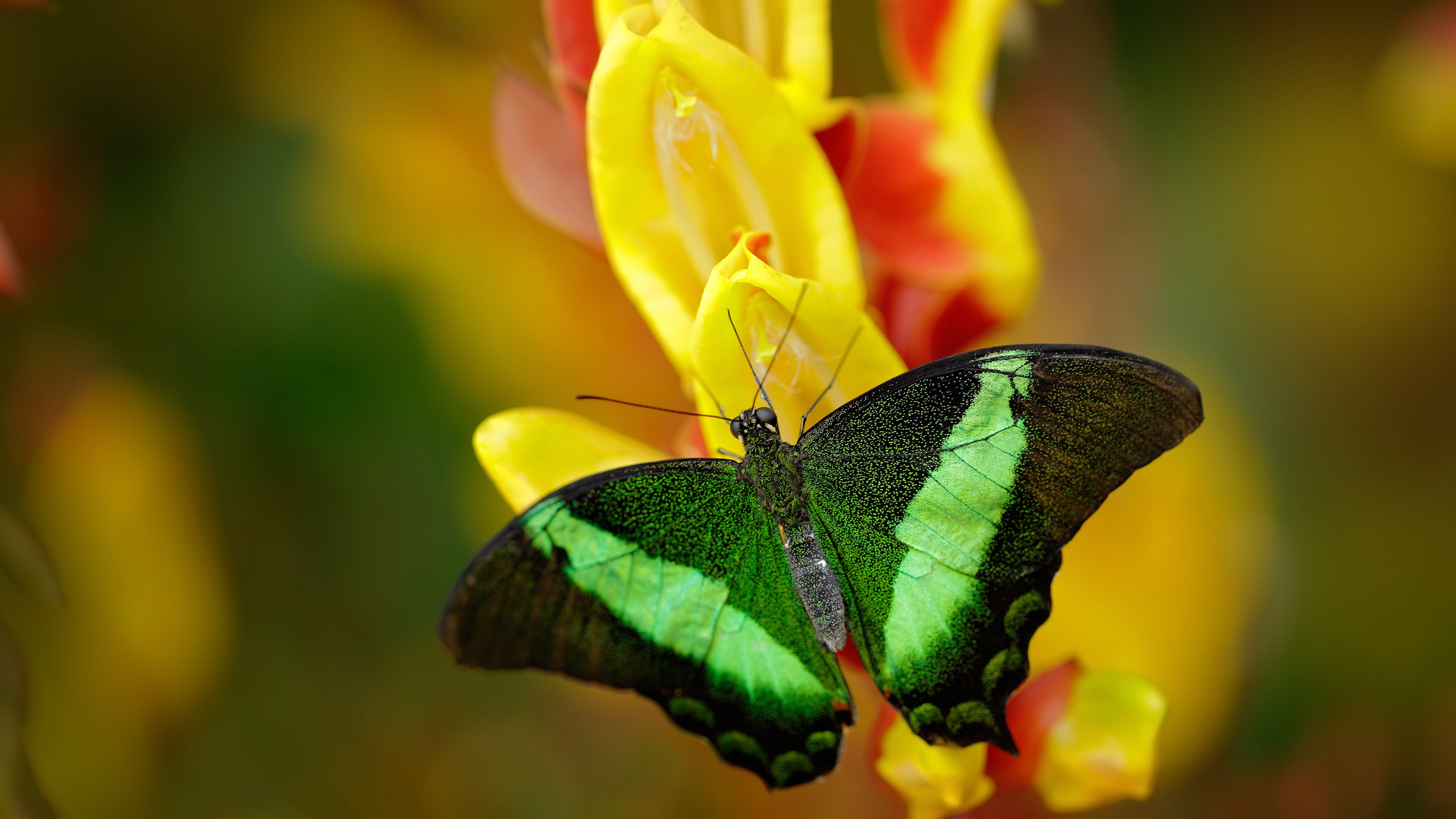熊猫体育官网-英超争冠之夜：悬念不断，精彩不断！，英超夺冠热门